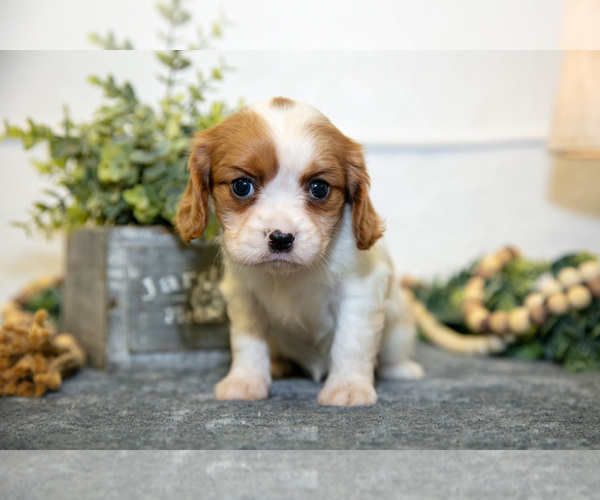 Medium Photo #15 Cavalier King Charles Spaniel Puppy For Sale in GOSHEN, IN, USA