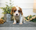 Small Photo #15 Cavalier King Charles Spaniel Puppy For Sale in GOSHEN, IN, USA