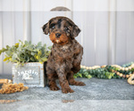 Puppy Tuck Cavapoo