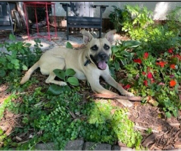 Medium Photo #3 Boxer-Unknown Mix Puppy For Sale in St. Louis Park, MN, USA