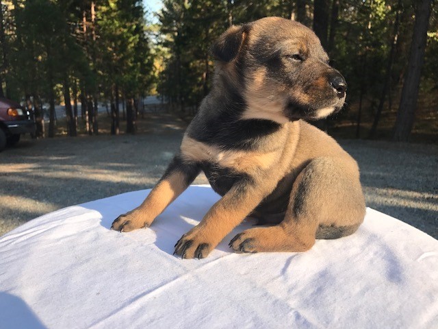 Medium Photo #2 Australian Cattle Dog Puppy For Sale in GRANTS PASS, OR, USA