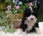 Small #2 Miniature Bernedoodle