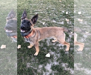 Mother of the Belgian Malinois puppies born on 12/28/2022