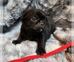 Small #2 Pug