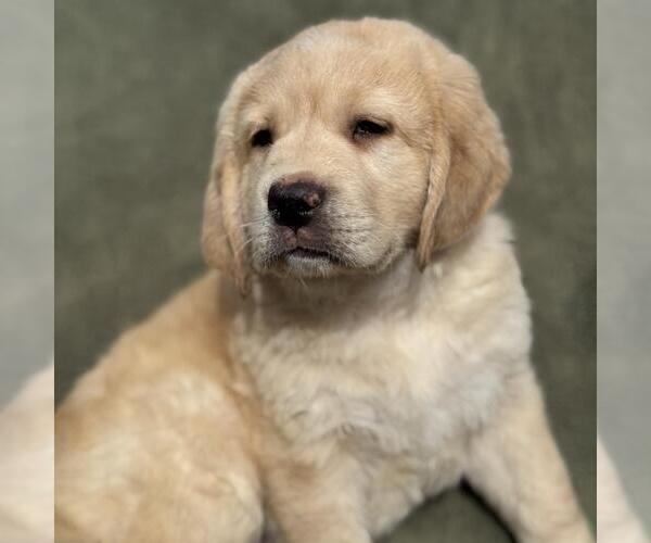 Medium Photo #3 Miniature Labradoodle Puppy For Sale in San Diego, CA, USA