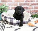 Small Labrador Retriever