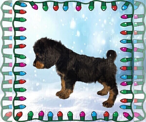 Medium Photo #45 Bernedoodle Puppy For Sale in BLACK FOREST, CO, USA