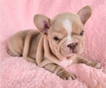 Small #2 French Bulldog