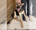 Small #4 Mutt