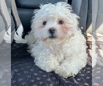 Puppy Bo Zuchon