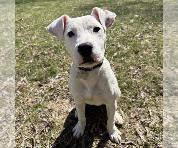 Medium Photo #9 Mutt Puppy For Sale in Boston, MA, USA