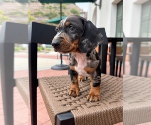Dachshund Puppy for Sale in SAN DIEGO, California USA