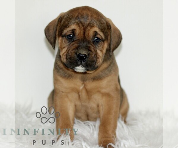 Medium Photo #4 Boxador Puppy For Sale in NEW HOLLAND, PA, USA