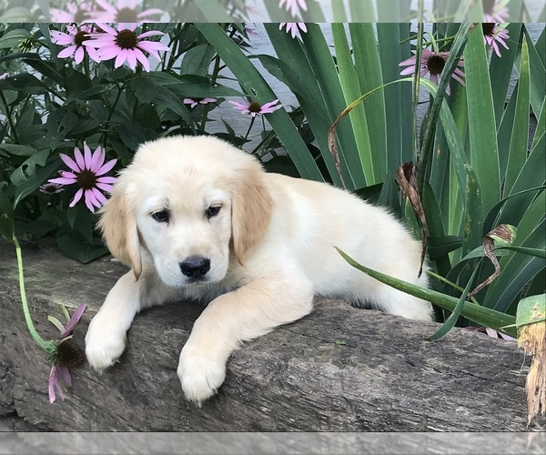 Medium Photo #3 Golden Retriever Puppy For Sale in REBERSBURG, PA, USA