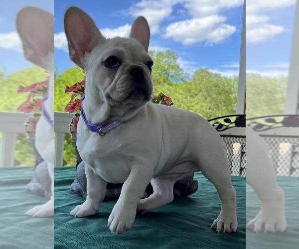 Medium Photo #10 French Bulldog Puppy For Sale in BOLIVAR, MO, USA