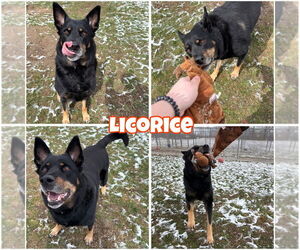 Mutt Dogs for adoption in Pierceton , IN, USA