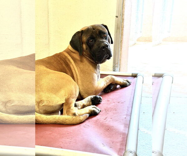 Medium Photo #2 Mastiff Puppy For Sale in Goodyear, AZ, USA