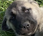 Small Photo #9 Anatolian Shepherd Puppy For Sale in LITTLE MEADOWS, PA, USA