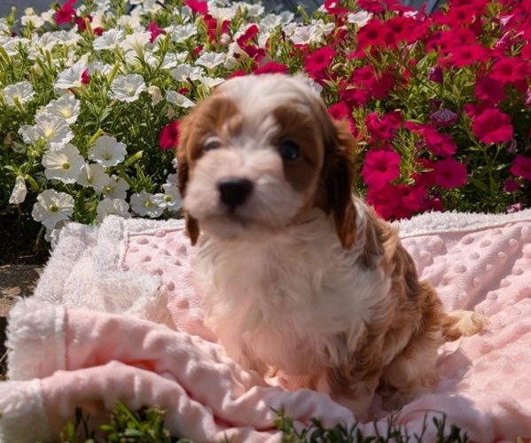 Medium Photo #3 Cavapoo Puppy For Sale in GOSHEN, IN, USA