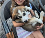Small #2 Huskies -Labrador Retriever Mix