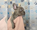 Small #4 French Bulldog