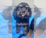 Small Photo #3 Cavalier King Charles Spaniel-Cockalier Mix Puppy For Sale in N HIGHLANDS, CA, USA