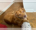 Small Photo #3 Unknown-Vizsla Mix Puppy For Sale in Oakhurst, NJ, USA