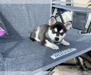 Siberian Husky Puppy for sale in LA CROSSE, WI, USA