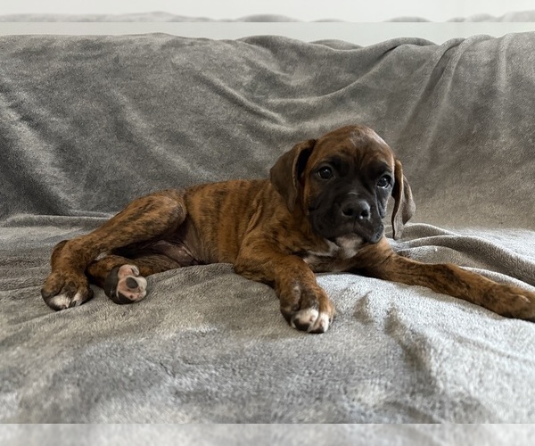 Medium Photo #14 Boxer Puppy For Sale in WEST COLUMBIA, SC, USA
