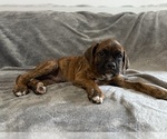 Small Photo #14 Boxer Puppy For Sale in WEST COLUMBIA, SC, USA