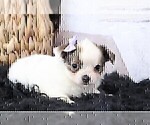 Small #10 Chihuahua