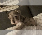 Small Photo #3 Schnauzer (Miniature) Puppy For Sale in WALNUT COVE, NC, USA