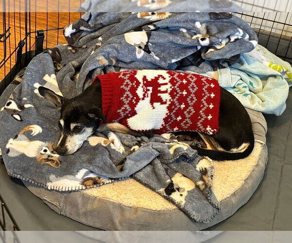 Medium Photo #2 Chihuahua-Unknown Mix Puppy For Sale in Aurora, IN, USA