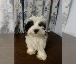 Small #13 Havanese