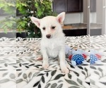 Small Photo #3 Pomsky Puppy For Sale in INDIANAPOLIS, IN, USA