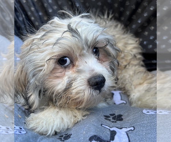 Medium Photo #4 Zuchon Puppy For Sale in RENO, NV, USA