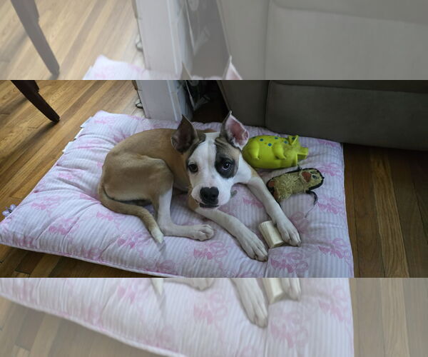 Medium Photo #4 Boxer Puppy For Sale in Dumont, NJ, USA