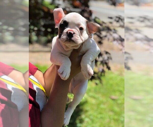 Medium Photo #16 French Bulldog Puppy For Sale in READING, PA, USA