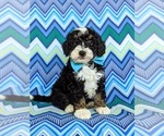 Small Photo #2 Miniature Bernedoodle Puppy For Sale in OXFORD, PA, USA