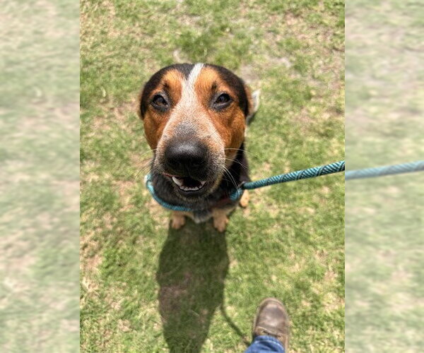 Medium Photo #1 Mutt Puppy For Sale in Corpus Christi, TX, USA