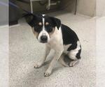 CHLOE - Female Border Collie Dog for Adoption - Small photo