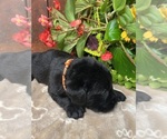 Small #5 Labrador Retriever