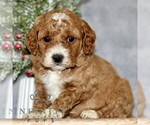 Small #3 Cavapoo