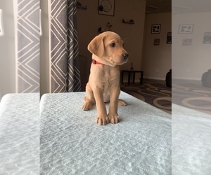 Labrador Retriever Puppy for sale in MONTROSE, CO, USA