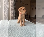 Small Photo #1 Labrador Retriever Puppy For Sale in MONTROSE, CO, USA