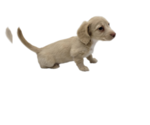 Small Photo #2 Dachshund Puppy For Sale in BALLWIN, MO, USA
