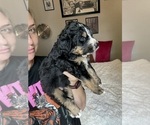 Small Photo #32 Bernedoodle Puppy For Sale in BELMONT, NC, USA
