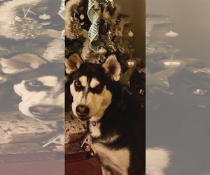 Siberian Husky-Unknown Mix Dogs for adoption in Holly Springs, NC, USA
