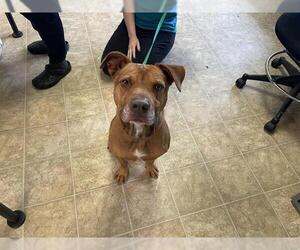 Staffordshire Bull Terrier-Unknown Mix Dogs for adoption in Raleigh, NC, USA