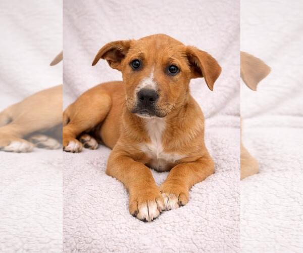 Medium Photo #1 Labrenees Puppy For Sale in Rockwall, TX, USA